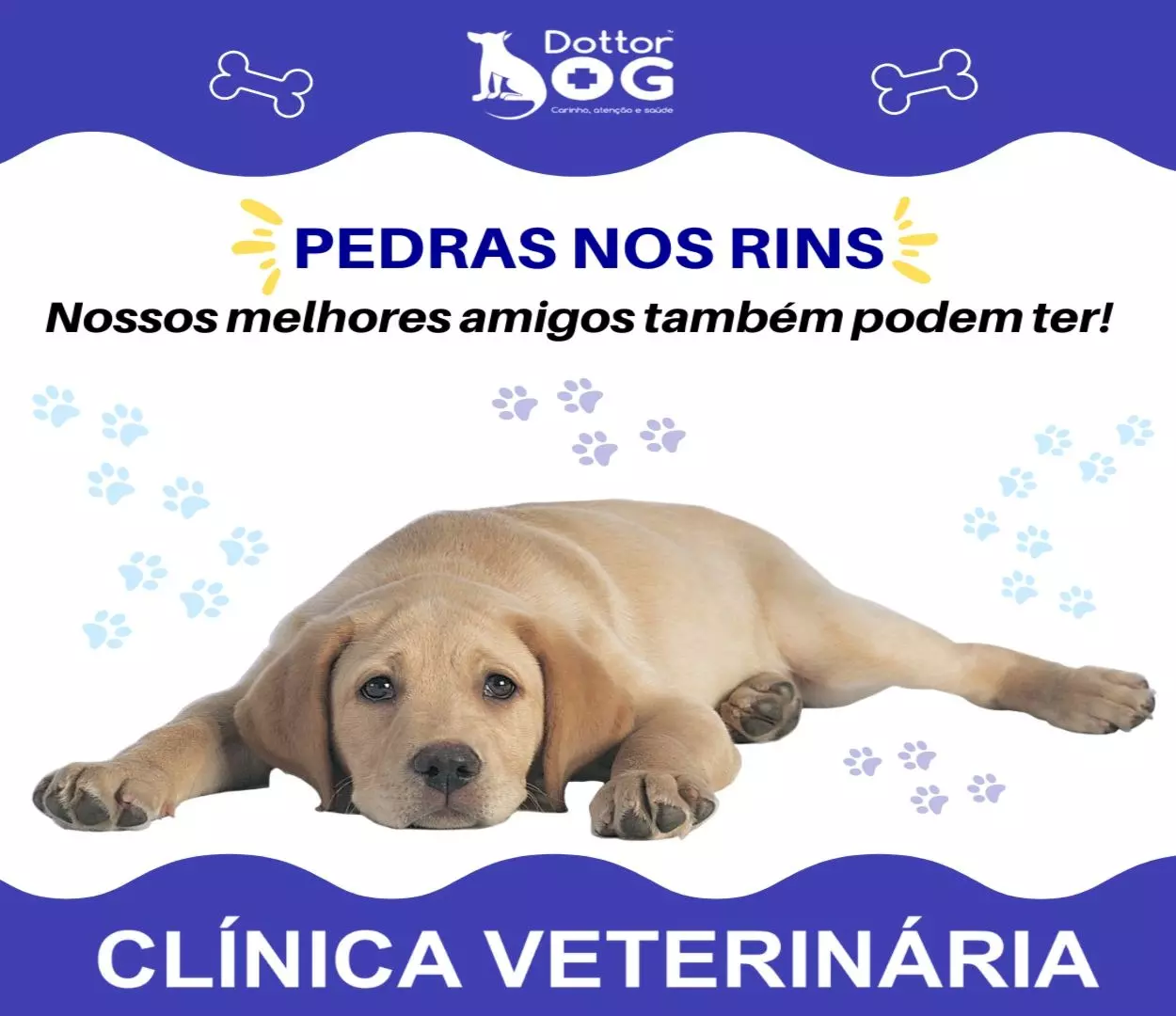 SINAIS DE QUE MEU PET ESTÁ COM PEDRAS NOS RINS